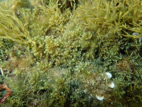 Representative image of Ericaria brachycarpa