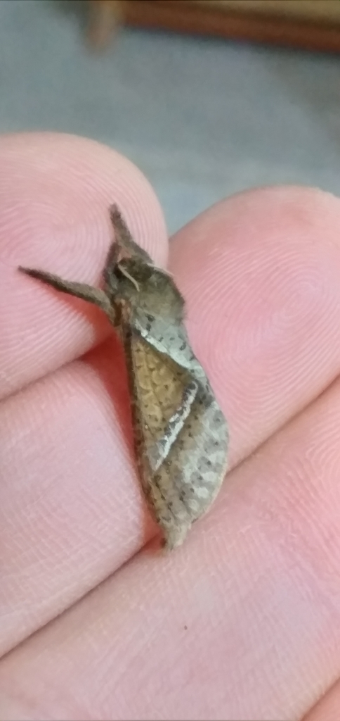 Schaefferiana epigramma