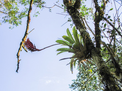 Vriesea interrogatoria