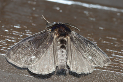 Dasychira grisefacta