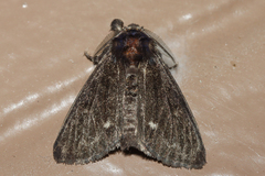 Dasychira grisefacta