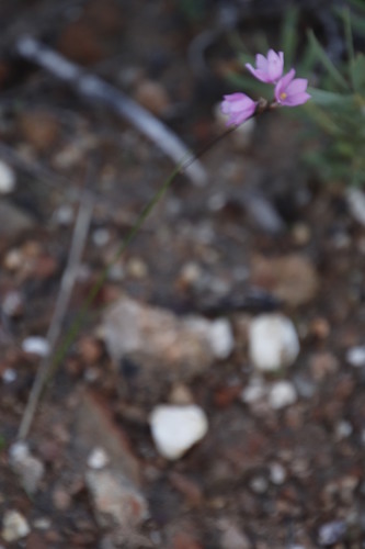 Image of Ixia micrandra by (c) Tony Rebelo, some rights reserved (CC BY-SA)