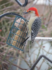 Melanerpes carolinus