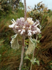 Marrubium supinum