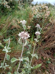 Marrubium supinum