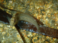 Salaria pavo