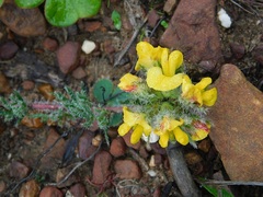 Lotononis involucrata