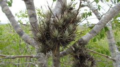 Tillandsia loliacea