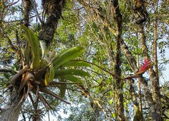 Vriesea interrogatoria