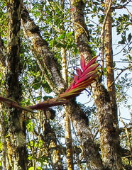 Vriesea interrogatoria