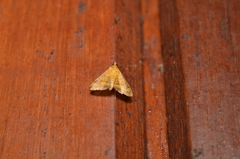 Pyrausta insignitalis