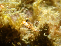 Learchis evelinae image