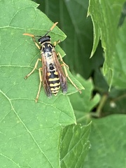 Polistes dominula