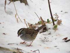 Zonotrichia albicollis