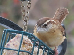 Thryothorus ludovicianus