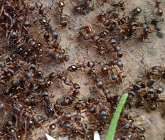 Tetramorium immigrans