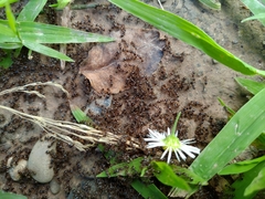 Tetramorium immigrans