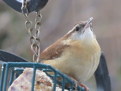 Thryothorus ludovicianus