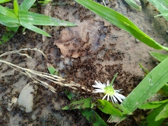 Tetramorium immigrans