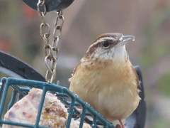 Thryothorus ludovicianus