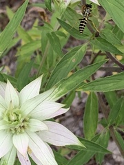 Aculeata