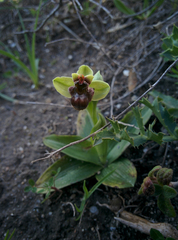 Ophrys bombyliflora