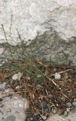 Lepidium graminifolium