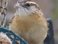 Thryothorus ludovicianus