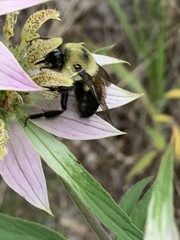 Bombus griseocollis