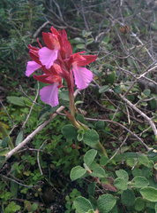 Anacamptis papilionacea papilionacea