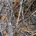 Neoglaziovia variegata - Photo 由 Breno Farias 所上傳的 (c) Breno Farias，保留部份權利CC BY-NC
