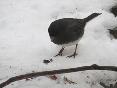 Junco hyemalis
