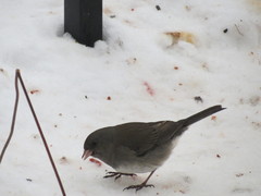 Junco hyemalis