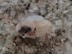 Trochoidea trochoides