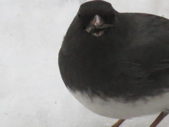 Junco hyemalis