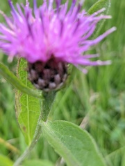 Centaurea debeauxii