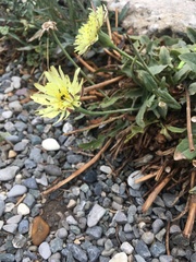 Urospermum dalechampii