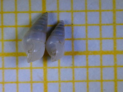 Megastomia conoidea