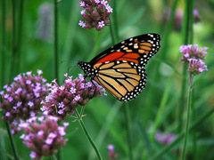 Danaus plexippus