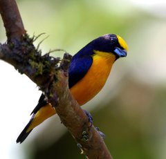 Euphonia laniirostris melanura