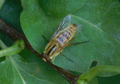 Thereva aurata