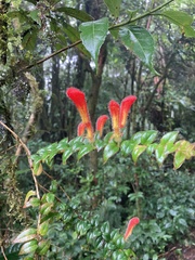Columnea microcalyx