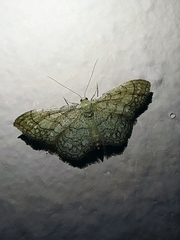 Idaea moniliata