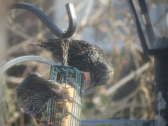 Sturnus vulgaris