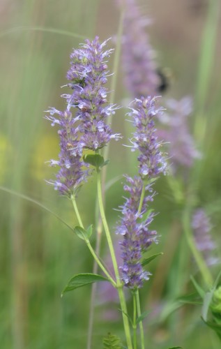 Agastache foeniculum