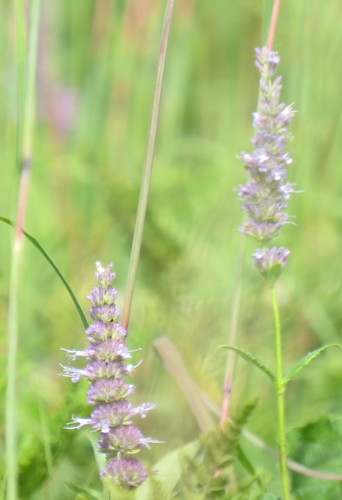 Agastache foeniculum
