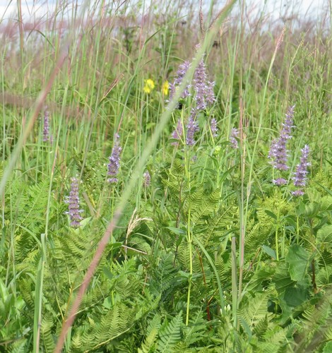 Agastache foeniculum
