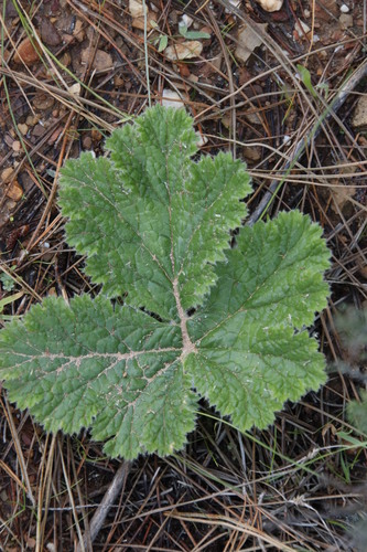 Pelargonium lobatum 2