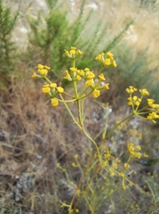 Bupleurum fruticescens