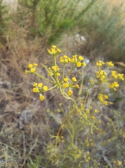 Bupleurum fruticescens